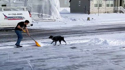 Dog Loves When Humans Shovel Snow