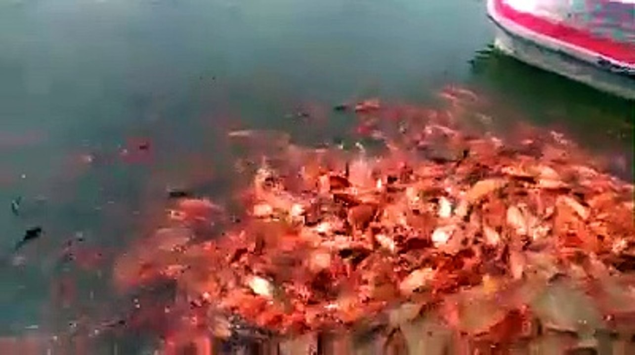 Million Of Goldfish Eating Food in Pond | Goldfish Pond | Goldfish From Dried Up Pond | Vumika Agro | Vumika TV