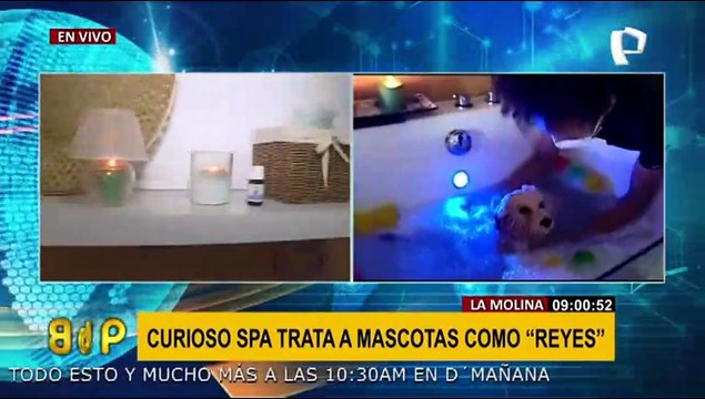 La Molina: curioso spa trata a mascotas como “reyes”