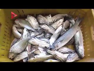 صاحب محل أسماك بـ "ـطور سيناء"  يوضح أسباب ارتفاع الأسعار والركود