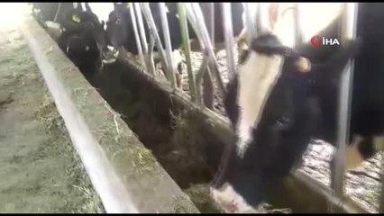 Sütte fiyat artışının sebebi besiciler değil