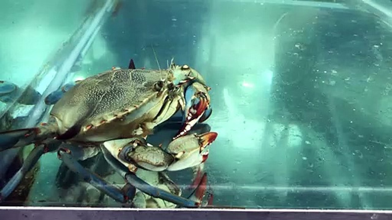 Chesapeake Blue Crab
