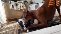 Dog Nibbles on Feline Friend