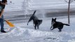 Dog Loves When Humans Shovel Snow