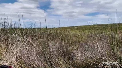 Conservationists Tag Rare Heron With GPS.mp4