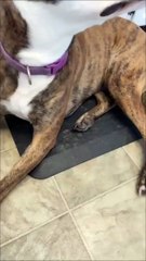 Dog Pretends to Eat Fake Treats