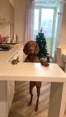 Vizsla Dog Resting Paws on Counter Peaks Underneath