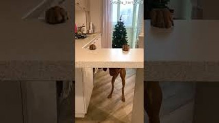 Vizsla Dog Resting Paws on Counter Peaks Underneath