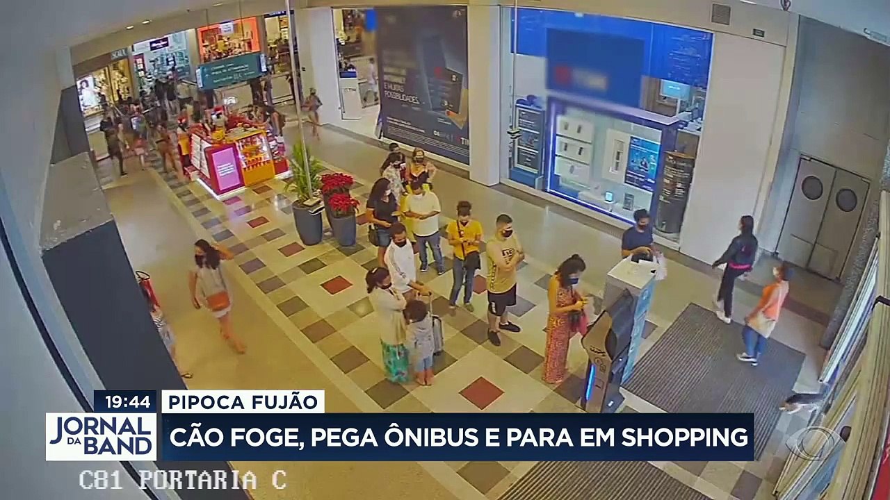 Um cãozinho fugiu de casa, pegou um ônibus, deu um rolê no shopping e ainda tirou uma foto no colo do papai noel. A história improvável vem lá de belo horizonte.