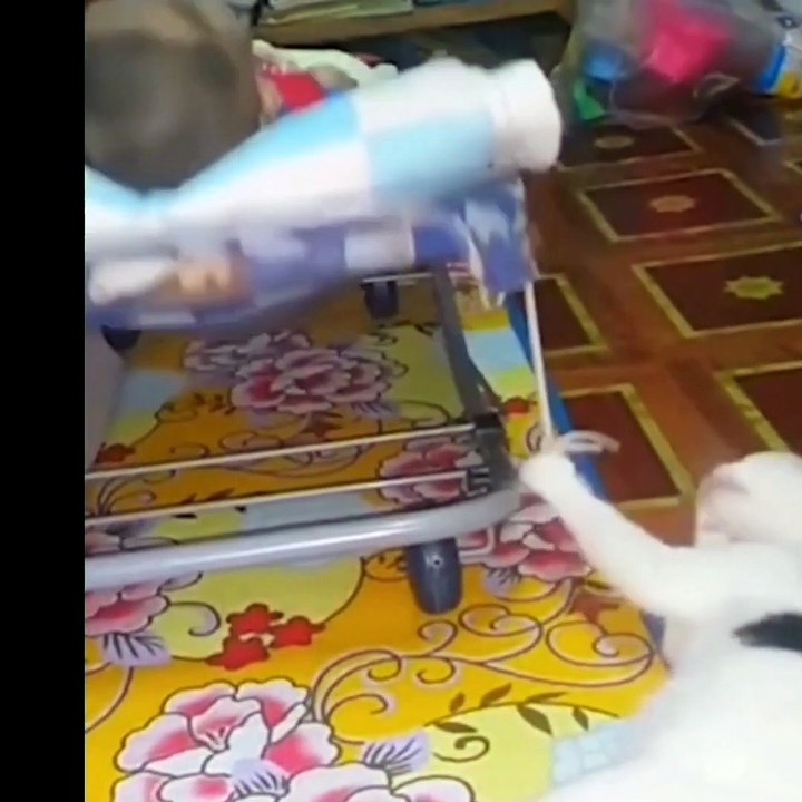 Funny Cats and Dogs Compilation Videos   Try Not To Laugh  Pets HavenTV_1080p