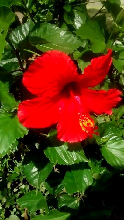 FLOR PERFUMADA