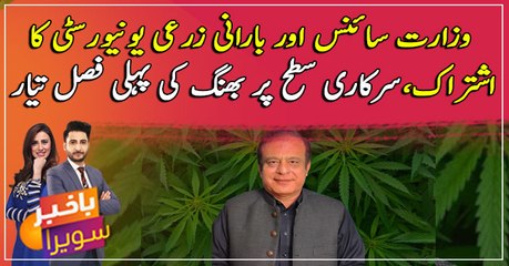 Bhang to prove alternate of cotton crop for Pakistan: Shibli Faraz