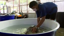 شاهد: السلاحف البحرية تعود إلى شواطئ تايلاند
