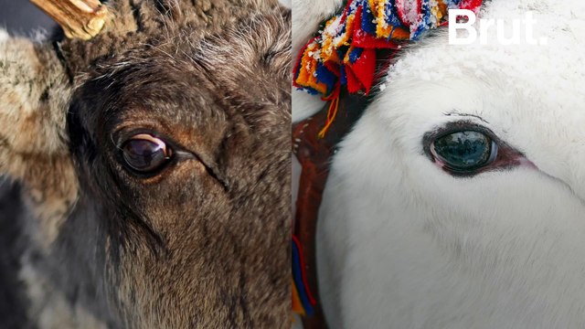 Pourquoi les yeux des rennes changent de couleur