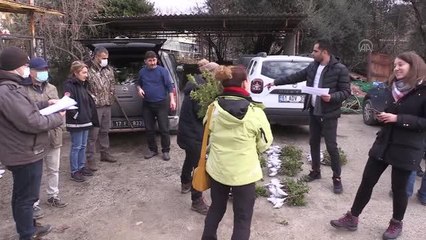 ÇANAKKALE - Türkiye'nin en büyük adası "damla sakızı" üretim merkezi oluyor