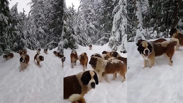 बर्फबारी में डॉग्स की मस्ती का वीडियो सोशल मीडिया पर वायरल