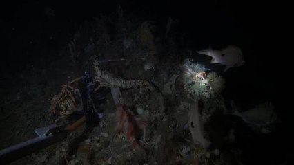 Avustralya'da 22 yıl aradan sonra pembe el balığı görüldü