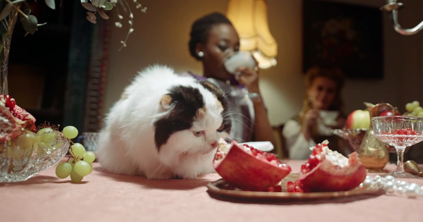 Cat Dinner Time | Funny Cats | Cute Cats | AR S...