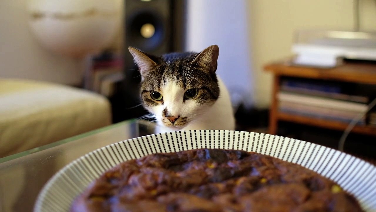 Cat Dinner Time | Funny Cats | Cute Cats | AR S...