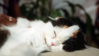 Cat Sleeping Time | Funny Cats | Cute Cats | AR Studio