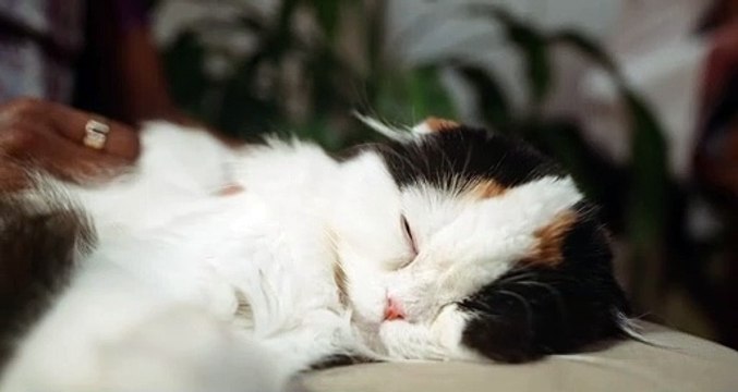 Cat Sleeping Time | Funny Cats | Cute Cats | AR Studio