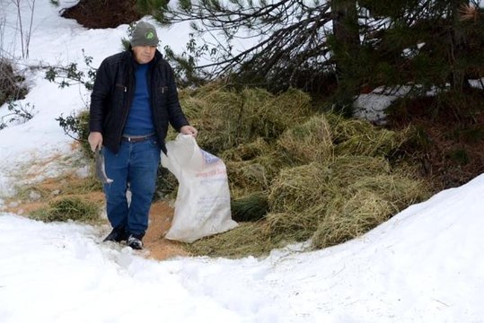 Yılkı atları ve kızıl geyikler için yem bırakıldı
