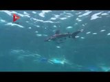 سمكة القرش التي اقتنصتها الحكومة قبل صيدها في 