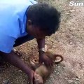 Un homme réussit un massage cardiaque sur un singe