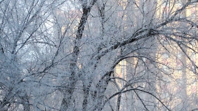 Cold wave sweeps through northern China sending temperatures plunging to -46.9 degrees Celsius