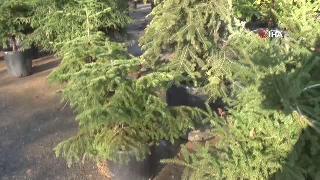 İstanbul'da yılbaşı öncesi kaçak ağaç kesimine yönelik denetim