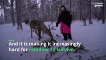 Climate change in Lapland: Reindeer herders struggle as global warming threatens their future