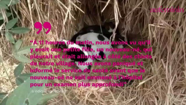 Un nouveau-né abandonné a été miraculeusement sauvé par une portée de chiots