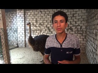 يوسف.. أصغر مربي نعام في مصر اتعلم منه إزاي تنفذ المشروع