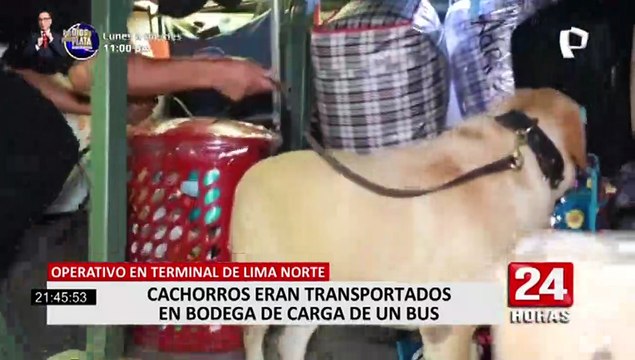 Los Olivos: encuentran perros en cajas, tras operativo en terminales terrestres