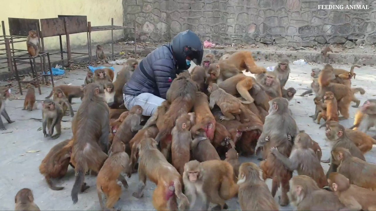 Christmas party for monkeys & dogs | feeding banana & watermelon to hungry wild monkey | feeding dog