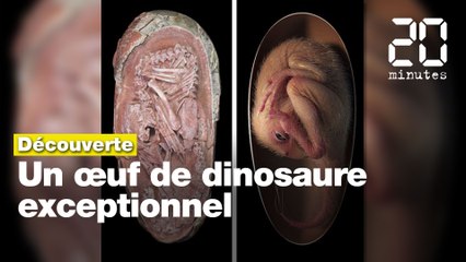 Un embryon de dinosaure s’apprêtait à éclore comme un oiseau