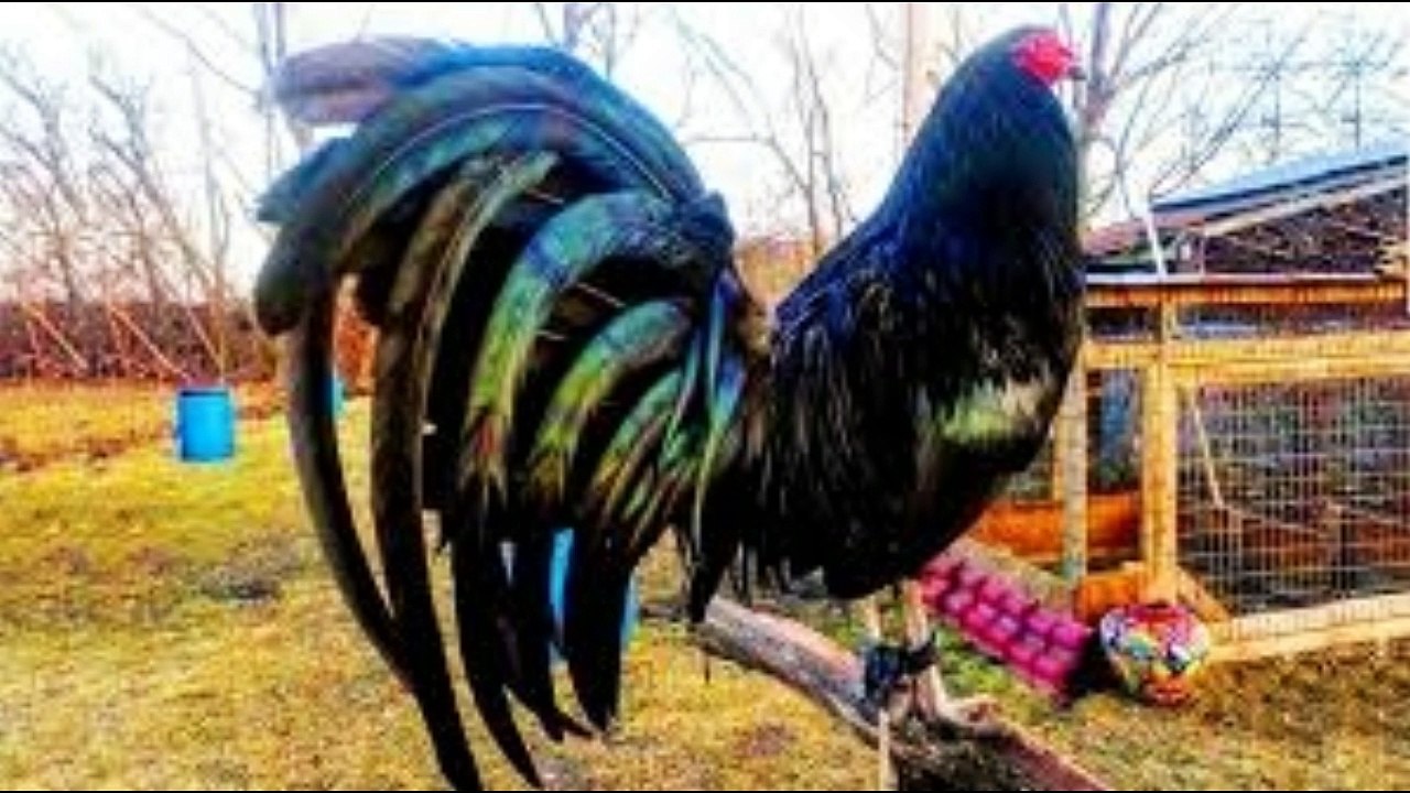 Historia y Características de los Gallos WarHorse - Vídeo Dailymotion