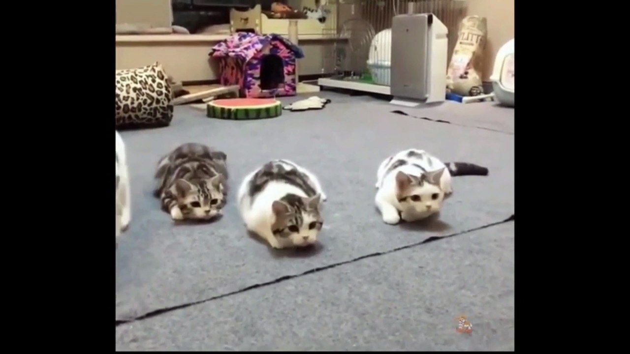 Funny cat