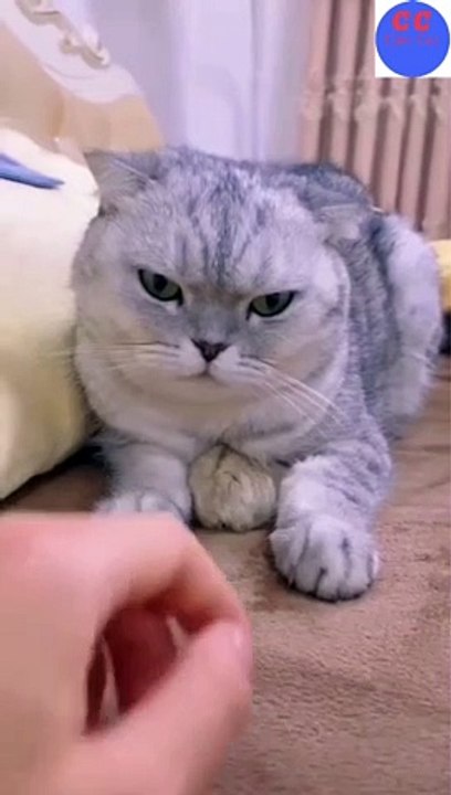 Cute cat   video