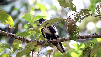 Diều Mào - Loài Chim Săn Sống Theo Nhóm Nhỏ