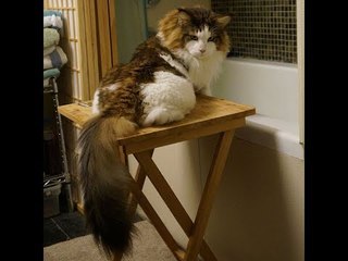 تعرف على سامسون.. أضخم قط في أمريكا