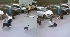 Sultangazi'de ilginç görüntü Kediden kaçan köpek çarptığı kadını düşürdü