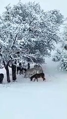 Karlıoava’da yılkı atları ve sokak hayvanları ölüme terkedildi