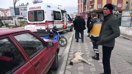 Motosikletin çarptığı köpek sedye ile taşındı