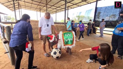 ชมความน่ารักลูกช้างแต่งคริสต์มาส | ชนคลิปข่าว 25/12/64 เดลินิวส์