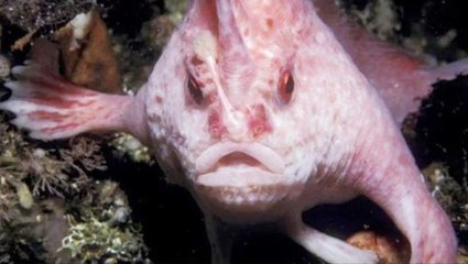 Özellikleri ve görünümüyle korkutuyor! Pembe el balığı, 22 yıl sonra ilk kez görüntülendi