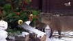 Un «festin» de Noël pour ces capybaras du zoo de Berlin