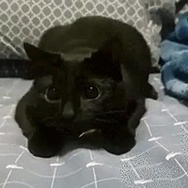 Comic cat