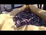 رأس سدر تعرض إنتاج مزرعة أسماك أبوصويرة بأسعار مخفضة للجمهور