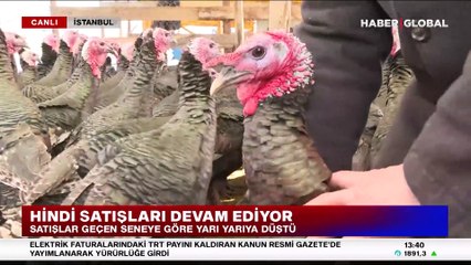 Yıl başı hindileri satışta! "Hindiler çok güzel ama alan yok"
